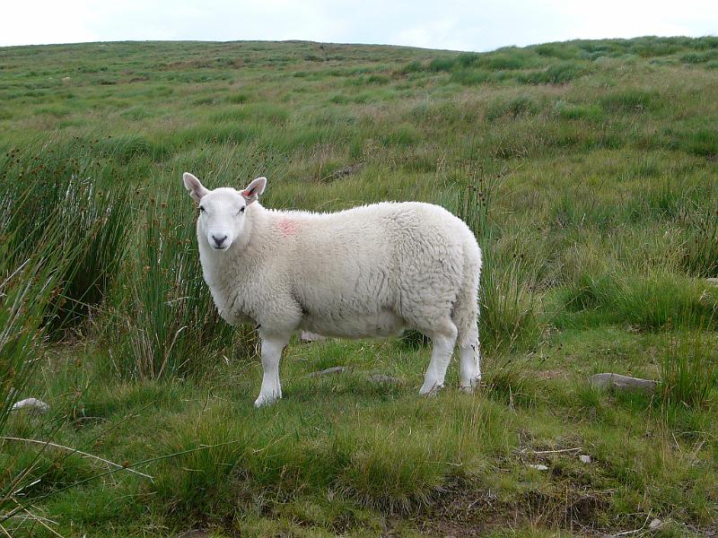 Wales (295).JPG